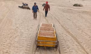 Ruốc biển dạt bờ, ngư dân Quảng Trị bội thu 