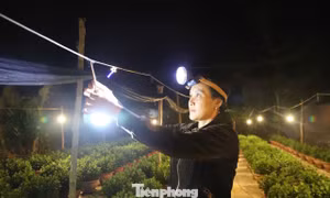 Người dân thắp đèn xuyên đêm ‘thúc’ hoa Tết 