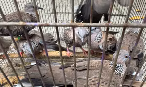 Phát hiện 'trại' chim hoang dã tại nhà dân