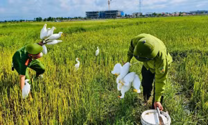 Tháo dỡ 'ma trận' bẫy tận diệt chim trời mùa di cư