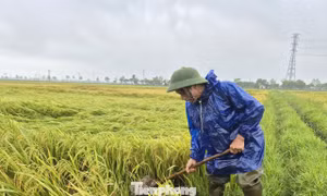 Hàng nghìn ha lúa ở Hà Tĩnh đổ rạp sau dông lốc kèm mưa đá