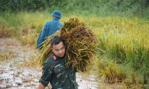 Lúa đổ rạp sau mưa lớn, bộ đội, công an xuống đồng hỗ trợ giúp dân 