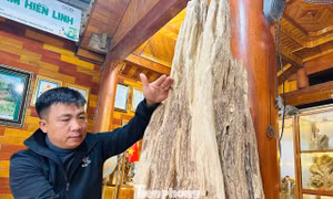 Khối gỗ trầm hương cổ thụ quý hiếm được trả giá nửa tỷ đồng ở Hà Tĩnh