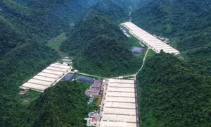Khởi tố vụ án 5 người chết trong trại lợn của Công ty Dabaco Thanh Hóa