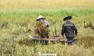 Lúa mọc mầm sau bão, nông dân Hà Tĩnh ngậm ngùi thu hoạch sớm