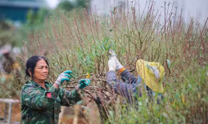 ‘Thủ phủ’ trồng đào xứ Thanh thay áo mới chuẩn bị đón Tết