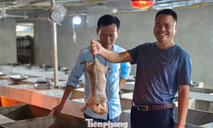 Kỹ sư cầu đường về quê làm giàu từ nuôi dúi, thu nhập tiền tỉ