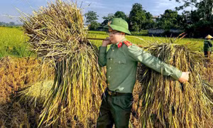 Công an lội ruộng giúp dân mùa gặt