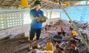 Khát vọng làm giàu từ nông nghiệp của Bí thư Chi đoàn bản vùng cao