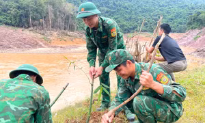 Trồng tre chống sạt lở, giúp dân bản biên giới có sinh kế phát triển kinh tế