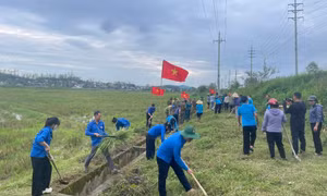 Tuổi trẻ Nghệ An hưởng ứng Ngày Chủ nhật Xanh