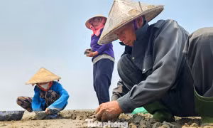 Nhọc nhằn nghề nuôi ngao trên bãi triều ven biển Nghệ An