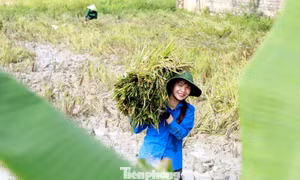 Màu áo xanh giữa mùa vàng trên đồng quê xứ Nghệ 