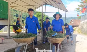 Chủ nhật xanh của tuổi trẻ Nghệ An