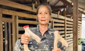 'Chìa khoá thoát nghèo từ nghề nuôi hươu sao Hà Tĩnh