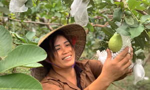 Giúp nhiều hộ dân thoát nghèo nhờ trồng ổi lê Đài Loan trên đất đồi nắng gió