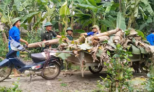 Sinh viên tình nguyện hỗ trợ người dân khắc phục hậu quả mưa bão