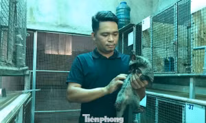 Chàng trai kiếm tiền tỉ mỗi năm nhờ loài ‘ăn đêm, đẻ khỏe’