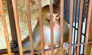 Khỉ vàng quý hiếm đi lạc vào nhà dân ở Nghệ An