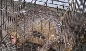 Đang tuần tra đêm, cảnh sát bất ngờ gặp ‘vị khách đặc biệt’ giữa đường