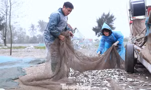 Ngư dân vươn khơi bám biển, kiếm thêm thu nhập dịp nghỉ lễ