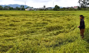  Mưa dông dồn dập làm lúa chín đổ rạp, nông dân lo mất trắng