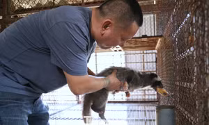 Từng mất trắng vì con 'ăn đêm, đẻ khỏe', nay thu tiền tỷ mỗi năm
