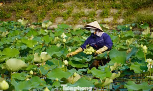 Nghề trồng sen ở quê Bác 