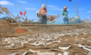 Ngư dân kiếm bộn tiền mùa cá trích