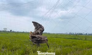 Nghệ An đồng loạt ra quân tháo dỡ lưới, bẫy và các thiết bị dẫn dụ chim trời