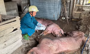 Một xã ở Nghệ An tiêu hủy hơn 100 tấn lợn do mắc dịch tả châu Phi
