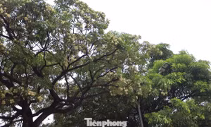 Hà Nội yêu cầu cắt tỉa ngay hoa sữa vì quá nồng