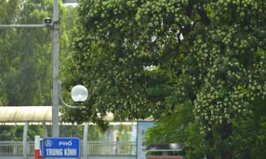 'Ác mộng' hoa sữa với người dân Hà Nội