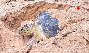 Vietnam Wild Live: Khi rùa biển là nhân vật chính của buổi livestream