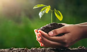 Vì sao chiến dịch “Đổi Giấy Lấy Cây” được giới trẻ Việt ủng hộ lâu dài đến thế?