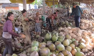 Mua bán dừa ở Bến Tre (cũ)