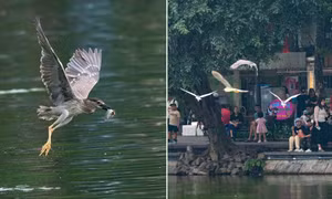 Hàng trăm chim hoang dã tụ hội tại Hồ Gươm ở Hà Nội