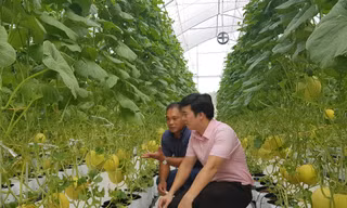 Nông nghiệp an toàn là hướng đi chiến lược của Hà Nội
