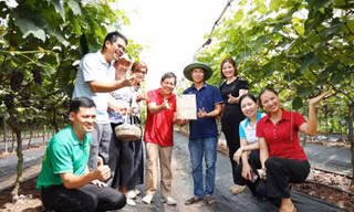 Hà Nội nhân rộng mô hình nông nghiệp xanh gắn với bảo vệ môi trường