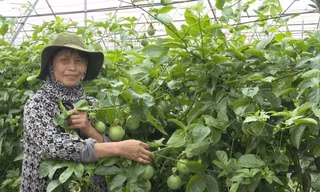 Mở lối cho nông nghiệp tích hợp với dịch vụ