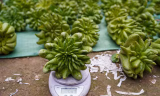 Phật thủ Tết giá đắt đỏ vẫn 'cháy' hàng