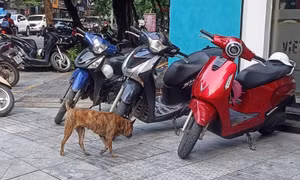 Phạt đến 2 triệu đồng, chó thả rông vẫn 'nhông nhông' ngoài đường và công viên