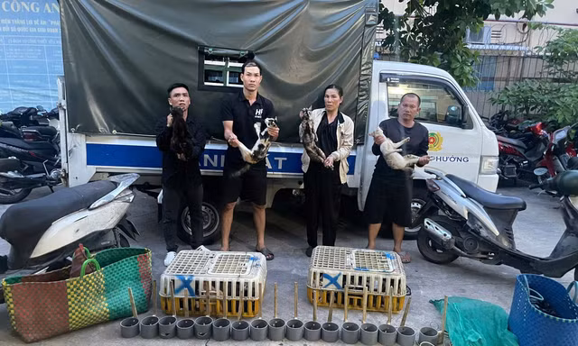 Giải cứu hơn 500 con mèo khỏi đường dây 'miêu tặc'