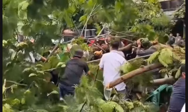 Cây phượng bật gốc đè chết một người đàn ông ở TPHCM