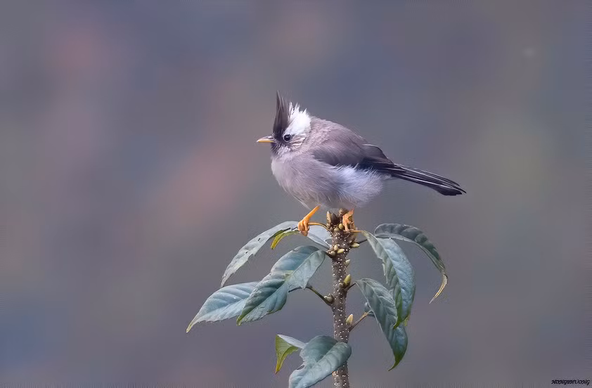khuou-mao-co-trang.jpg