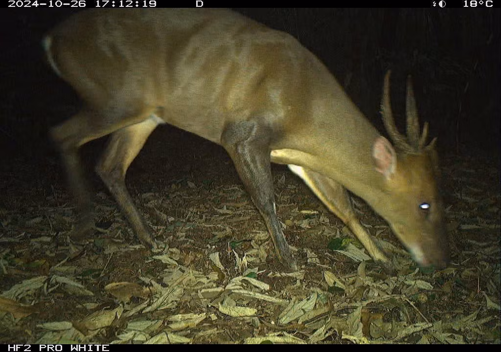 large-antlered-muntjac-mang-lon.jpg