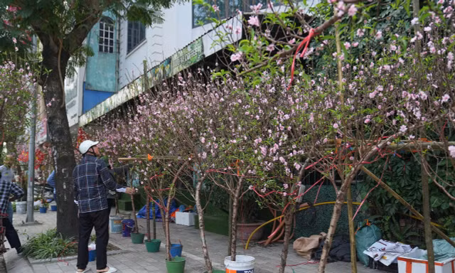 Hà Nội: Đảm bảo văn minh đô thị các điểm bán hoa Tết