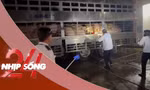 NHỊP SỐNG 24: Xử lý 2 xe tải chở hơn 200 con heo dương tính với Salbutamol vào TPHCM