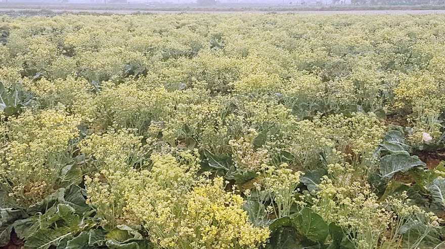 Xót xa cảnh súp lơ ở Hải Dương nở hoa vàng cả cánh đồng