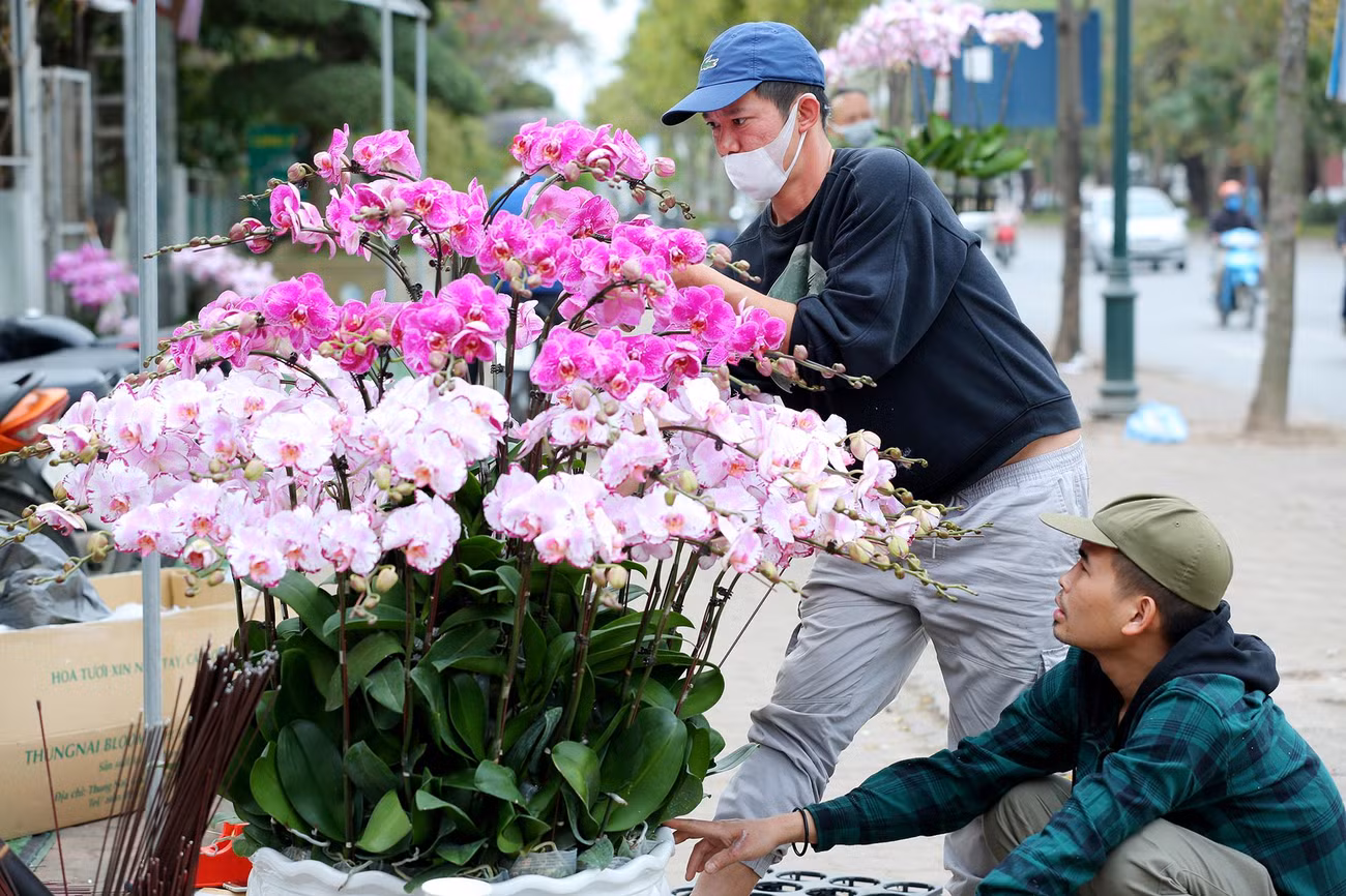 Những nghệ nhân vẫn miệt mài tạo kiểu cho các chậu lan hồ điệp.